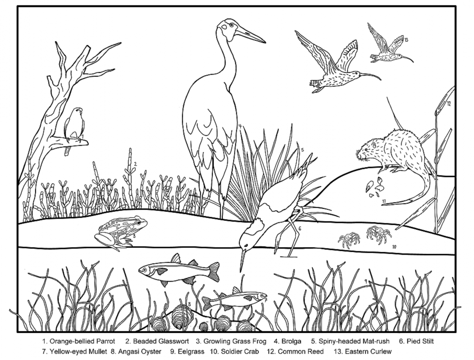 colour-in-a-wetland
